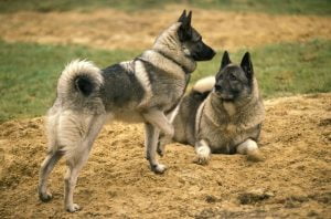 Elkhound norvégien: ce que vous devez savoir sur le chien national de Norvège 11 Elkhound norvégien: ce que vous devez savoir sur le chien national de Norvège - 10