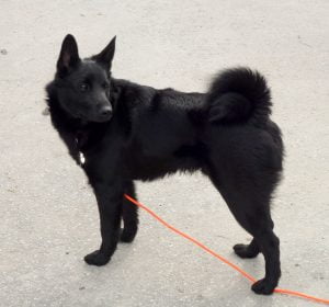 Elkhound norvégien: ce que vous devez savoir sur le chien national de Norvège 9 Elkhound noir