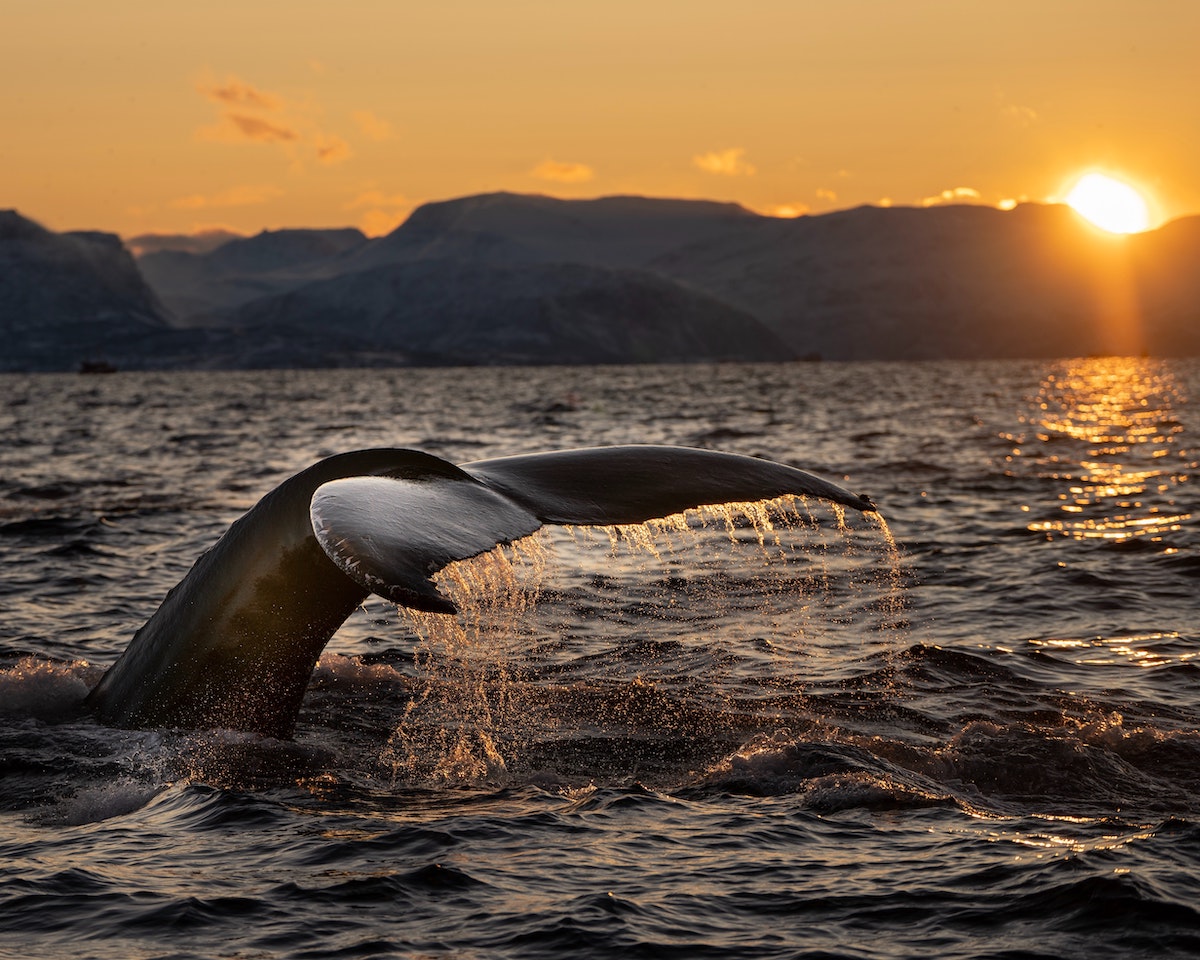 7 photos qui vous combleront d'envie de voyager pour les îles Lofoten en Norvège 20 Baleine des Lofoten