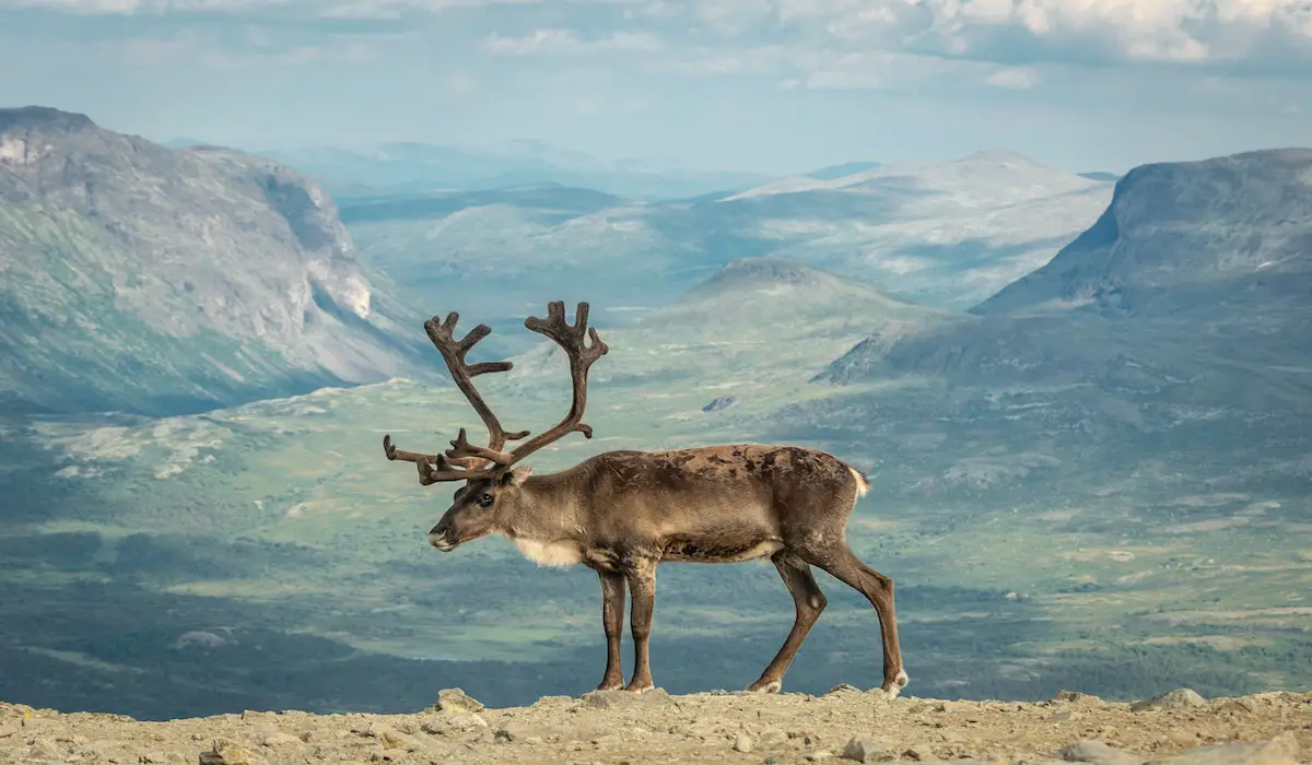 Pourquoi vous devez visiter Røros, protégée par l'UNESCO, en Norvège 13 Rennes sur la montagne