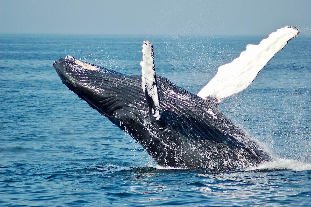 Quel est l'un des meilleurs endroits au monde pour observer les baleines? Norvège, naturellement 7 Baleine à bosse