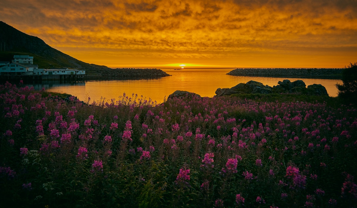 Le soleil de minuit en Norvège: tout ce que vous devez savoir 19 Fleurs du soleil de minuit