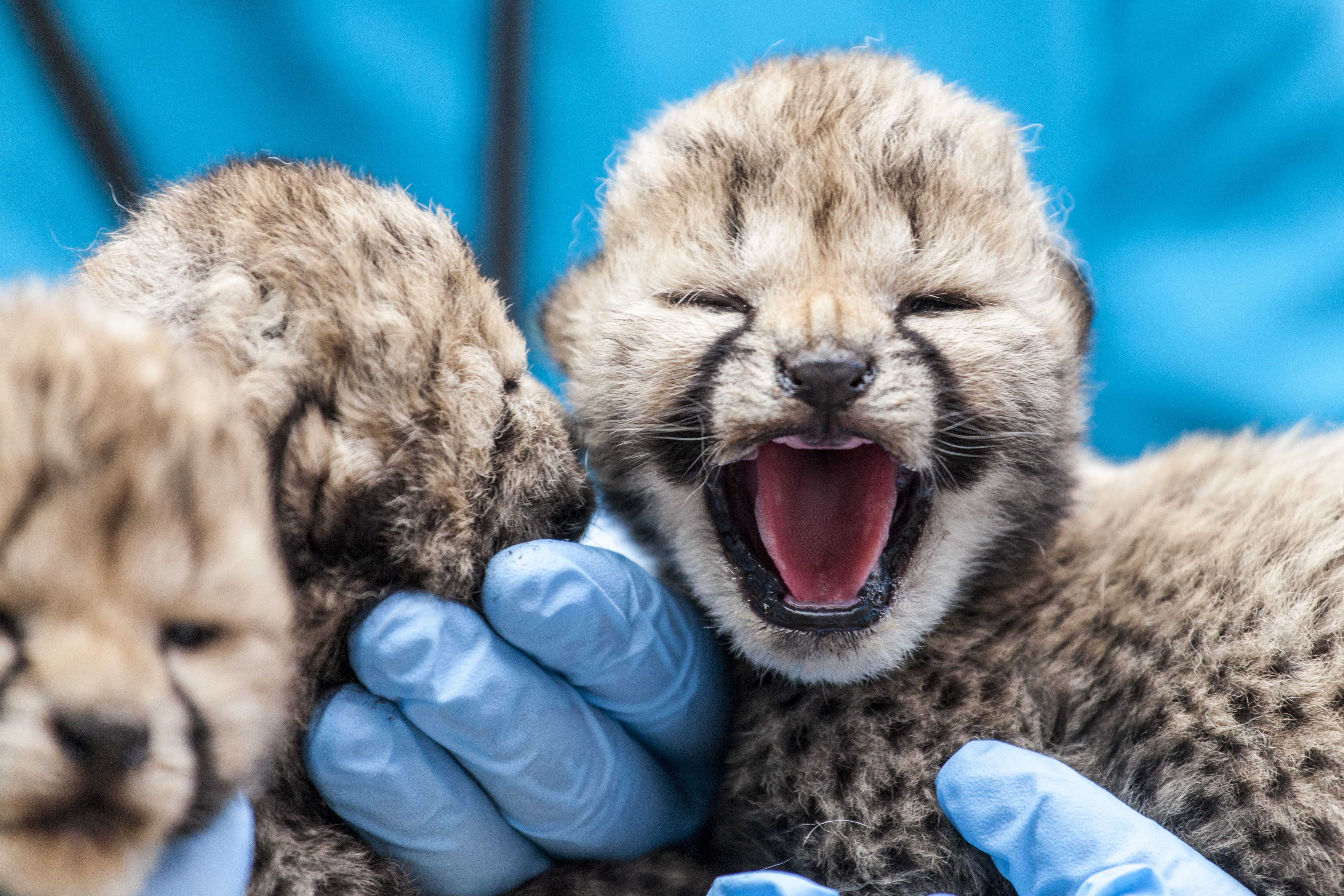 Norway Today souhaite à nos lecteurs le `` dieu sommer '' 262 Les léopards du zoo de Kristiansand ouvrent les yeux.