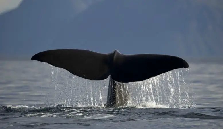 Norway Today souhaite à nos lecteurs le `` dieu sommer '' 264 Baleine