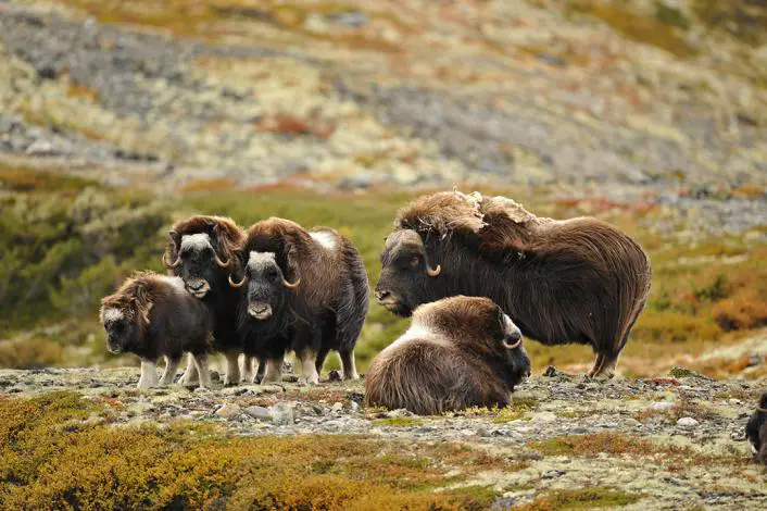 Norway Today souhaite à nos lecteurs le `` dieu sommer '' 335 Bœuf musqué Dovre
