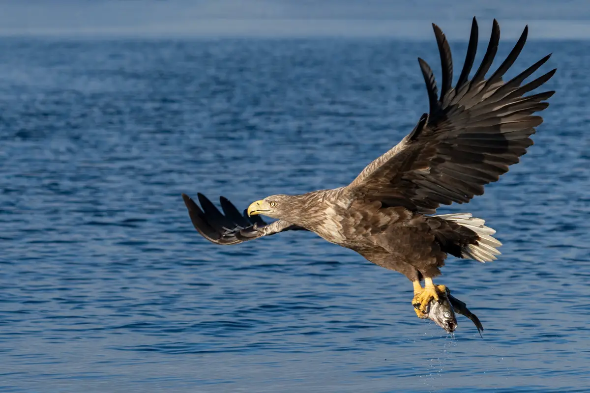 Observer les oiseaux en Norvège, notre guide pour tout savoir - 13