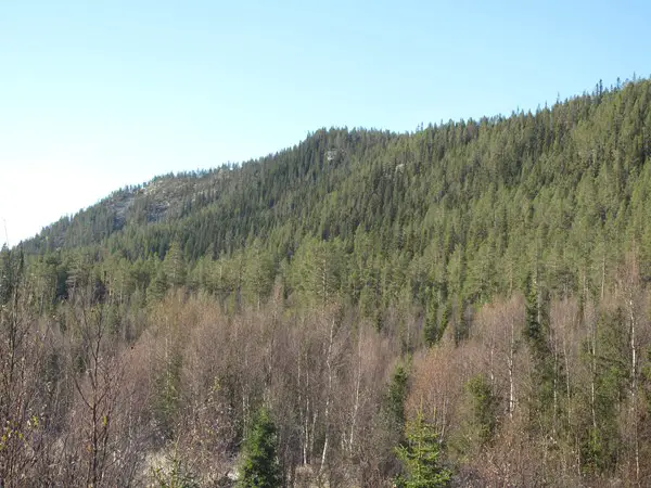 19 zones forestières norvégiennes protégées 7 Réserve naturelle de rendalen de pin épicéa