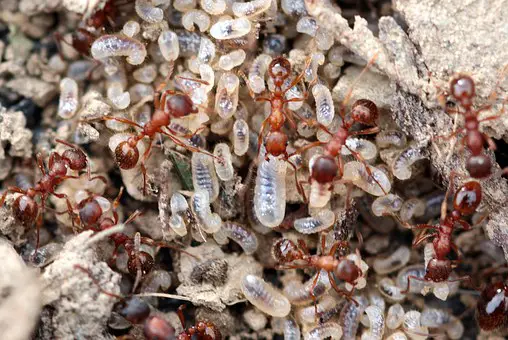 Fait pousser les larves pour nourrir les poissons 7 Les fourmis rouges des jardins