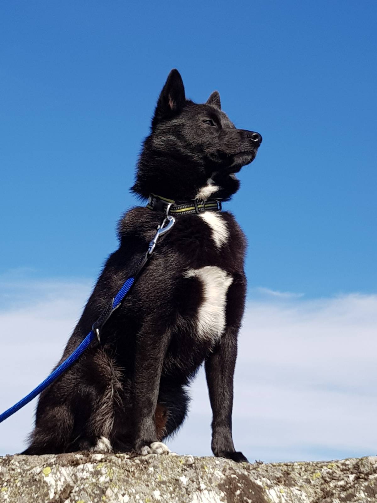 Le norvégien Buhund: le chien de berger intelligent et agile de Norvège - 9