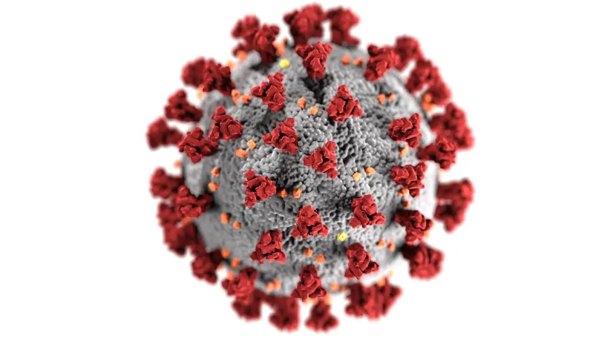 VG: Le coronavirus muté a été détecté dans cinq endroits en Norvège, dont Viken et Agder 4 VG: Le coronavirus muté a été détecté dans cinq endroits en Norvège, dont Viken et Agder - 3