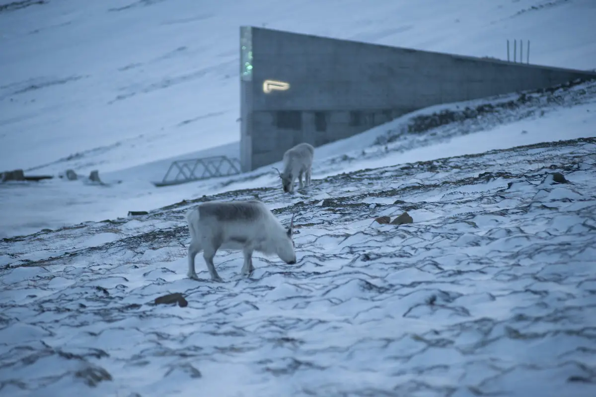 Renne de la chambre forte du Svalbard