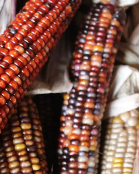 Les Cherokee sont les premiers Amérindiens à stocker des espèces végétales dans le Svalbard Seed Vault 13 Les Cherokee sont les premiers Amérindiens à stocker des espèces végétales dans le Svalbard Seed Vault - 12