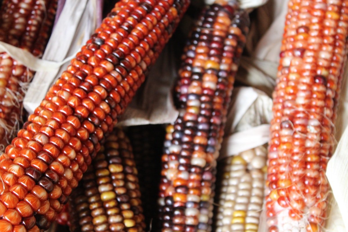 Les Cherokee sont les premiers Amérindiens à stocker des espèces végétales dans le Svalbard Seed Vault 10 Les Cherokee sont les premiers Amérindiens à stocker des espèces végétales dans le Svalbard Seed Vault - 9