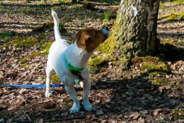 Le Hygen Hound fiable: le chien de chasse au lièvre de Norvège - 20