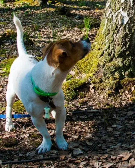 Le Hygen Hound fiable: le chien de chasse au lièvre de Norvège 14 Le Hygen Hound fiable: le chien de chasse au lièvre de Norvège - 13