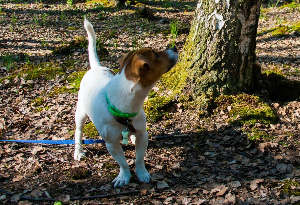 Le Hygen Hound fiable: le chien de chasse au lièvre de Norvège 12 Le Hygen Hound fiable: le chien de chasse au lièvre de Norvège - 11