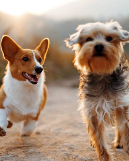 Les Norvégiens ont recherché des chiens sur Finn plus de 2 millions de fois en 2020 28 Les Norvégiens ont recherché des chiens sur Finn plus de 2 millions de fois en 2020 - 27