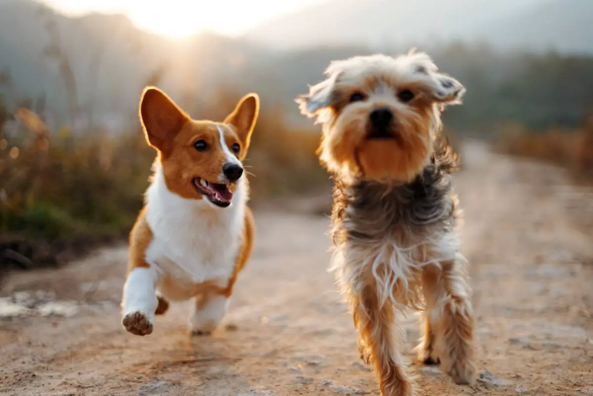 Les Norvégiens ont recherché des chiens sur Finn plus de 2 millions de fois en 2020 - 3