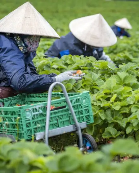 Les cueilleurs de baies étrangers auront l'opportunité de venir travailler en Norvège - 7