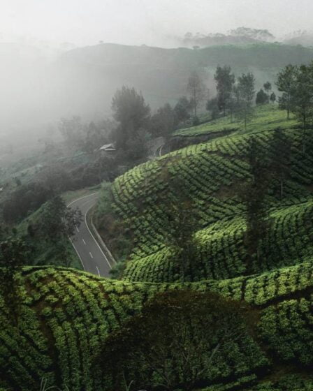 La Norvège donne 530 millions de couronnes pour lutter contre la déforestation en Indonésie 2 La Norvège donne 530 millions de couronnes pour lutter contre la déforestation en Indonésie - 1