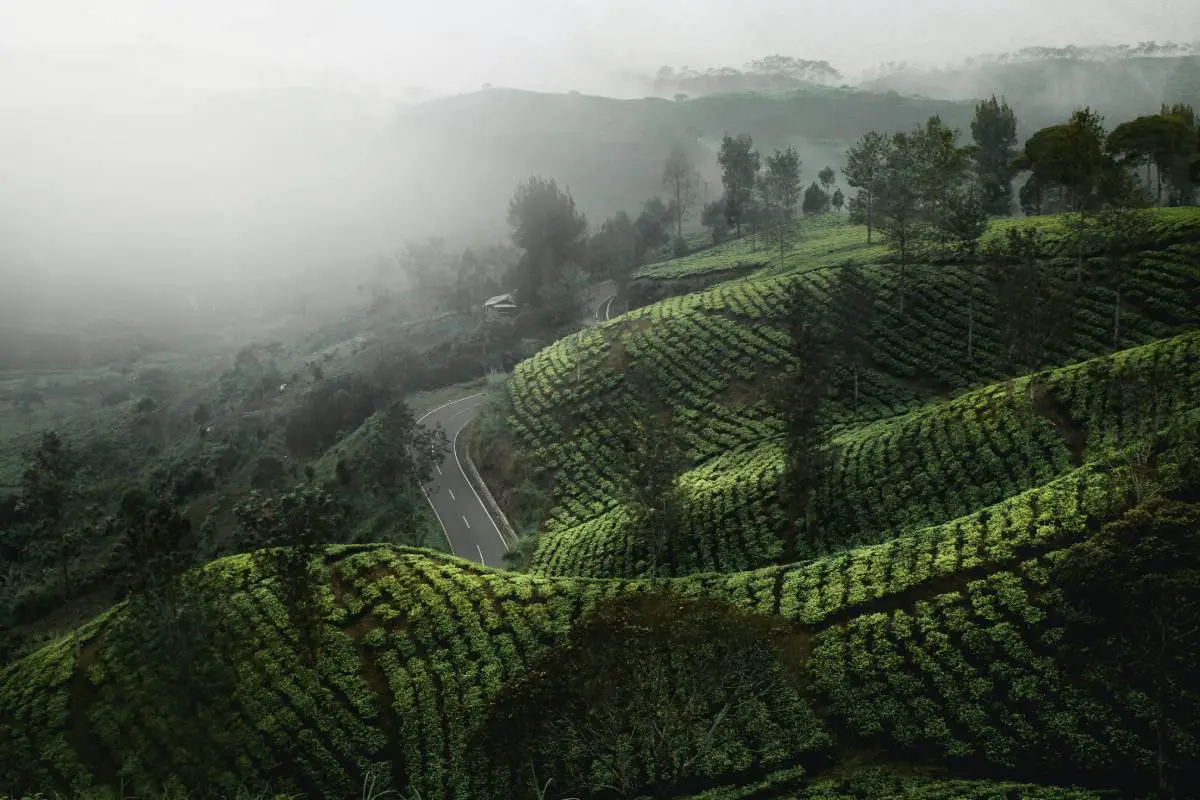 La Norvège donne 530 millions de couronnes pour lutter contre la déforestation en Indonésie - 3