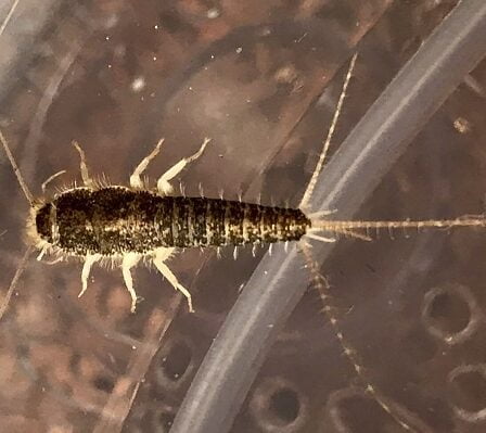 Insectes lépismes détectés dans 21 bancs de Trondheim 5 Insectes lépismes détectés dans 21 bancs de Trondheim - 4