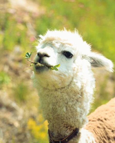 L'alpaga nommé Jésus continue de s'échapper de la ferme de Rana dans le comté de Nordland 14 L'alpaga nommé Jésus continue de s'échapper de la ferme de Rana dans le comté de Nordland - 13