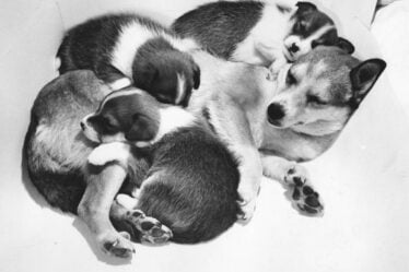 Le Lundehund norvégien: une partie du riche patrimoine culturel de la Norvège - 20