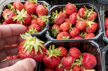 Cinq cueilleurs de fraises roumains expulsés de Norvège à la frontière: "La saison des fraises est terminée" - 16