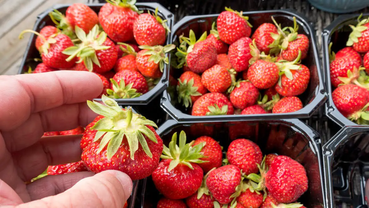 Cinq cueilleurs de fraises roumains expulsés de Norvège à la frontière: "La saison des fraises est terminée" 4 Cinq cueilleurs de fraises roumains expulsés de Norvège à la frontière: "La saison des fraises est terminée" - 3