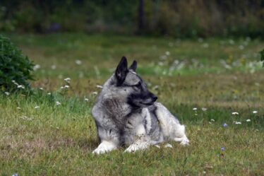 Elkhound norvégien: ce que vous devez savoir sur le chien national de Norvège - 16