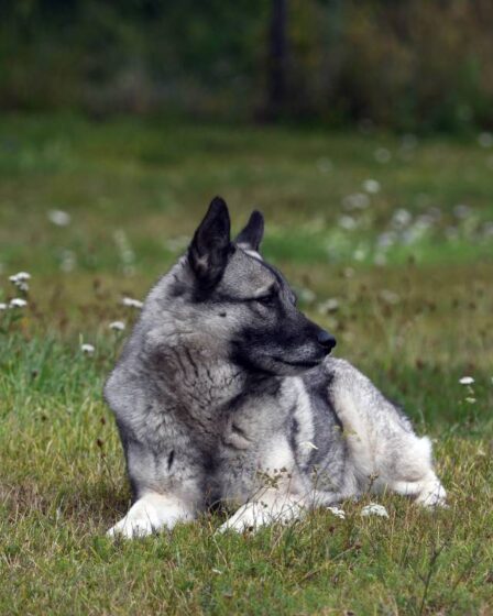 Elkhound norvégien: ce que vous devez savoir sur le chien national de Norvège 14 Elkhound norvégien: ce que vous devez savoir sur le chien national de Norvège - 13