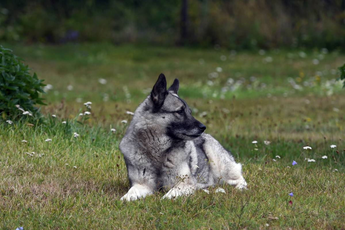Elkhound norvégien: ce que vous devez savoir sur le chien national de Norvège 8 Elkhound norvégien: ce que vous devez savoir sur le chien national de Norvège - 7