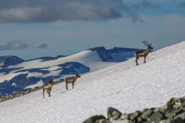 PHOTOS: des archéologues démêlent 6000 ans de chasse au renne en Norvège à l'aide de flèches - 16