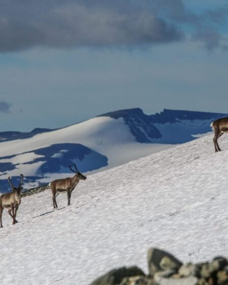 PHOTOS: des archéologues démêlent 6000 ans de chasse au renne en Norvège à l'aide de flèches - 15