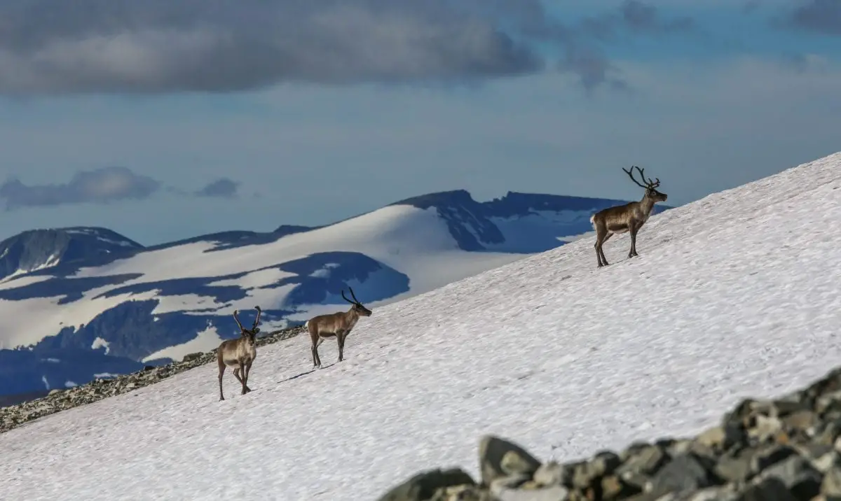 PHOTOS: des archéologues démêlent 6000 ans de chasse au renne en Norvège à l'aide de flèches - 51