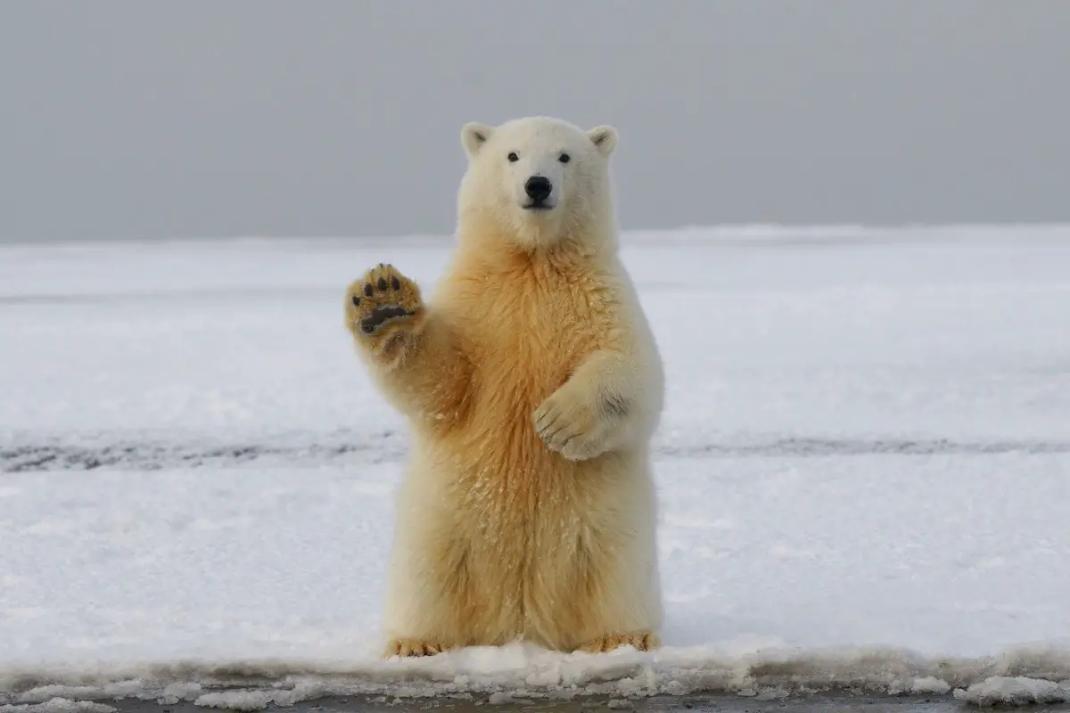 Ours polaires en Norvège: tout ce que vous devez savoir 4 Ours polaires en Norvège: tout ce que vous devez savoir - 3