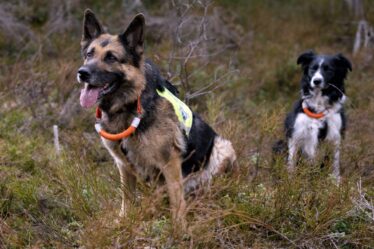 Il y a un manque de chiens de sauvetage à plusieurs endroits en Norvège - 8