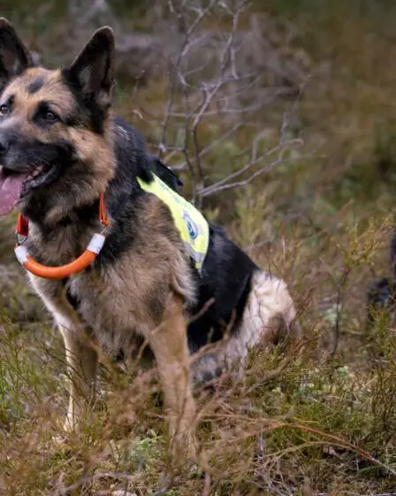 Il y a un manque de chiens de sauvetage à plusieurs endroits en Norvège 8 Il y a un manque de chiens de sauvetage à plusieurs endroits en Norvège - 7