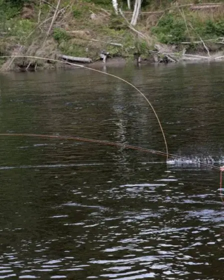 Tana en tête de la liste des meilleures rivières pour pêcher le saumon en Norvège 11 Tana en tête de la liste des meilleures rivières pour pêcher le saumon en Norvège - 10