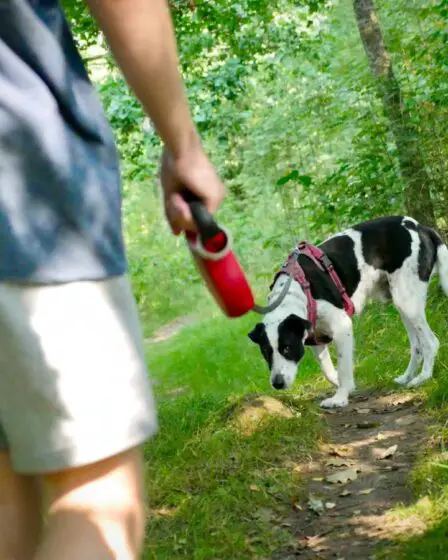 Plus de 230 personnes postulent pour un emploi de gardiennage de chiens à Bærum 11 Plus de 230 personnes postulent pour un emploi de gardiennage de chiens à Bærum - 10