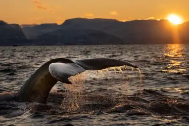 Quel est l'un des meilleurs endroits au monde pour observer les baleines? Norvège, naturellement - 18