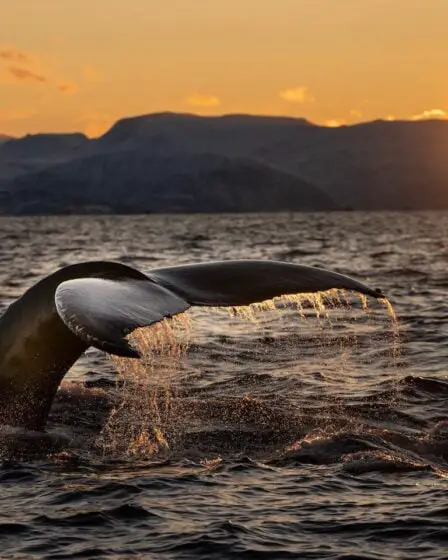 Quel est l'un des meilleurs endroits au monde pour observer les baleines? Norvège, naturellement 26 Quel est l'un des meilleurs endroits au monde pour observer les baleines? Norvège, naturellement - 25