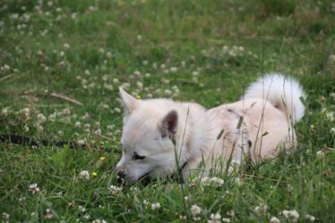 Le norvégien Buhund: le chien de berger intelligent et agile de Norvège - 20