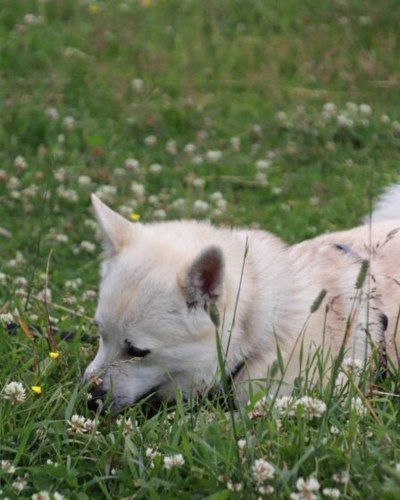 Le norvégien Buhund: le chien de berger intelligent et agile de Norvège 8 Le norvégien Buhund: le chien de berger intelligent et agile de Norvège - 7