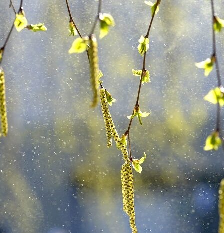 La saison pollinique est terminée 17 La saison pollinique est terminée - 16