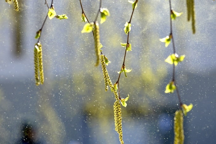 Un Norvégien sur cinq utilise des médicaments contre les allergies 4 Un Norvégien sur cinq utilise des médicaments contre les allergies - 3