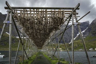 Votre guide du tristement célèbre "lutefisk" de Norvège: la morue séchée dans la lessive - 18