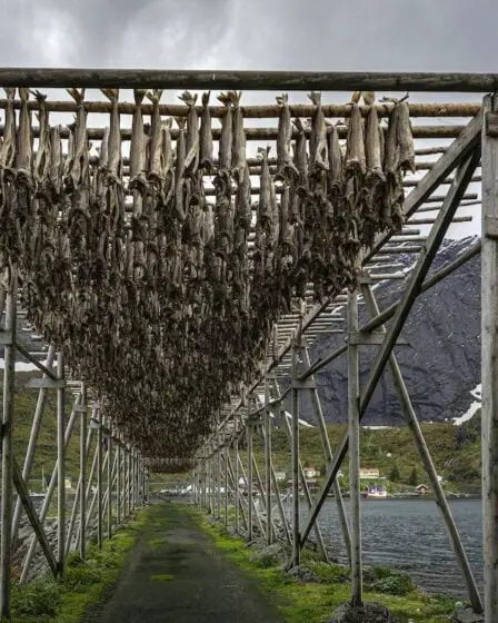 Votre guide du tristement célèbre "lutefisk" de Norvège: la morue séchée dans la lessive 5 Votre guide du tristement célèbre "lutefisk" de Norvège: la morue séchée dans la lessive - 4