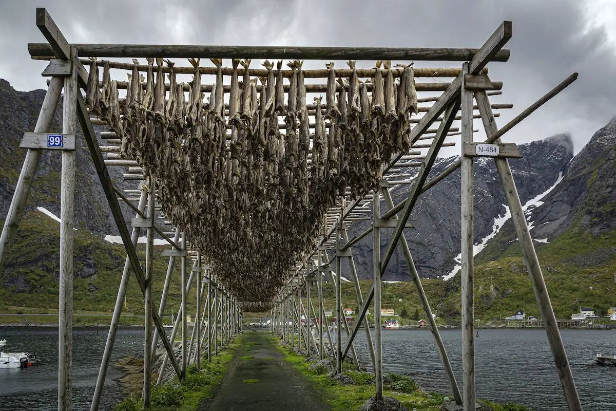 Votre guide du tristement célèbre "lutefisk" de Norvège: la morue séchée dans la lessive - 5